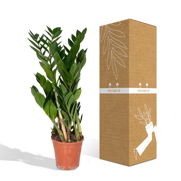 Glücksfeder Zamioculcas Zamiifolia Zimmerpflanze Ø17cm ↕70cm – pflegeleichte Grünpflanze für Wohnzimmer, Büro & helle Standorte kaufen – Plant