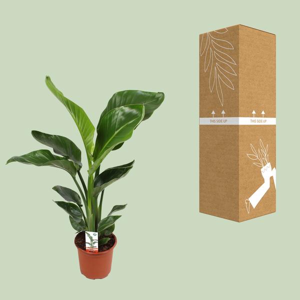 Baum – Strelitzie Strelitzia Nicolai – Zimmerpflanze Ø17cm ↕70cm – exotische Paradiesvogelblume mit tropischem Flair für Wohnzimmer Büro – Plant