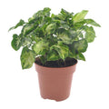Purpurtute Syngonium Pixie Zimmerpflanze Ø12cm ↕20cm – pflegeleichte Grünpflanze für Wohnzimmer, Büro & helle Standorte kaufen – Plant