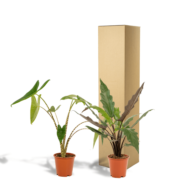 Pflanzenset – Alocasia Zebrina Ø19cm ↕75cm + Alocasia Lauterbachiana Ø19cm ↕75cm – Exotische Pfeilblatt Zimmerpflanzen – Plant