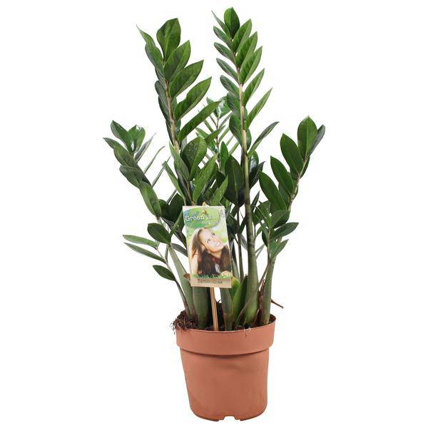 Glücksfeder Zamioculcas zamiifolia Zimmerpflanze Ø17cm ↕70-75cm – pflegeleichte Grünpflanze für Wohnzimmer, Büro & helle Standorte kaufen – Plant