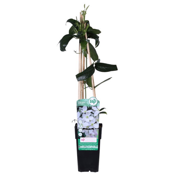 Armands Waldrebe – Clematis armandii – Immergrüne Clematis Weiß – Ø15cm – ca. 65cm hoch – Plant