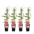 Waldrebe Kletterpflanze Ø15cm ↕65cm – winterharte Pflanze für Garten, Balkon, Terrasse, Kübel & Beet online kaufen – Plant