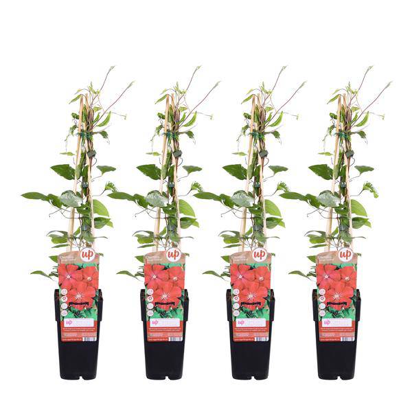 Waldrebe Kletterpflanze Ø15cm ↕65cm – winterharte Pflanze für Garten, Balkon, Terrasse, Kübel & Beet online kaufen – Plant
