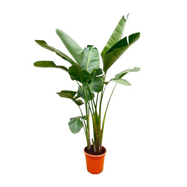Strelitzia Augusta – Baum – Strelitzie XXL – Weißer Paradiesvogel – 250cm hoch – Ø38cm – Zimmerpflanze mit großen Fächerblättern – Plant