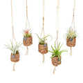 Kokodama Tillandsia Vogelnest Mix – Hängepflanze – Luftpflanzen Set – Ø7cm – Höhe ca. 5cm – 8 Pflanzen – Zimmerpflanze im Kokosfaser Topf – Plant