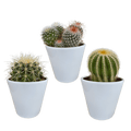 Kakteen Mix 3 Pflanzen Ø8,5cm – pflegeleichtes Pflanzen Set für Urban Jungle, Fensterbank, Wohnzimmer & Büro – Plant