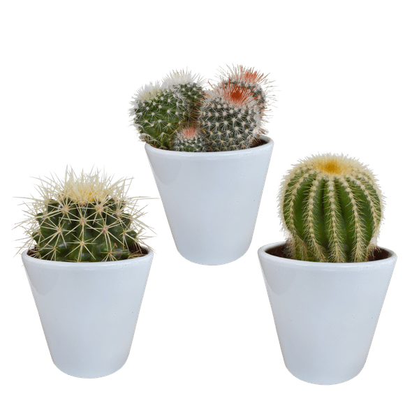 Kakteen Mix 3 Pflanzen Ø8,5cm – pflegeleichtes Pflanzen Set für Urban Jungle, Fensterbank, Wohnzimmer & Büro – Plant