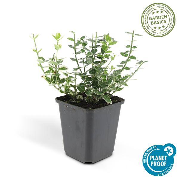 Kletter – Spindelstrauch Euonymus fortunei 'Emerald 'n Gaiety' – ↕10-25cm – Ø9cm – Winterhart & pflegeleicht – Plant
