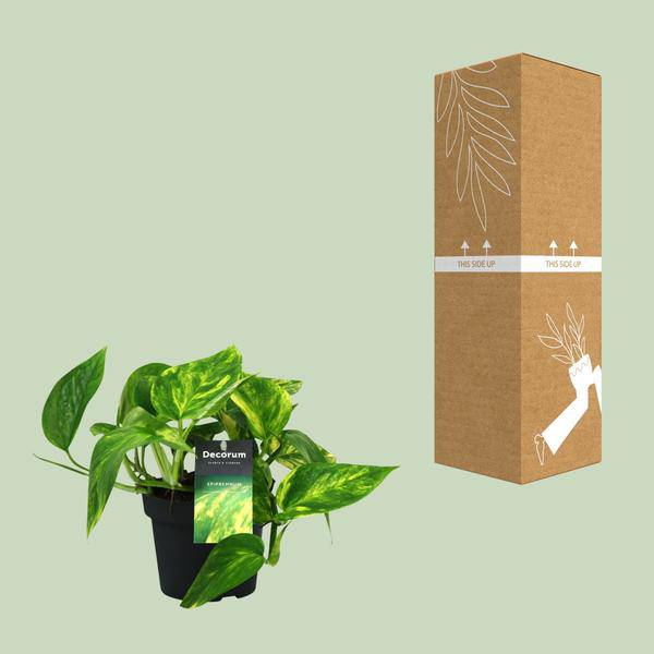 Efeutute Scindapsus Epipremnum Pinnatum HiColor – Ø12cm – ↕20cm – Pflegeleichte Zimmerpflanze mit dekorativem Laub – Plant