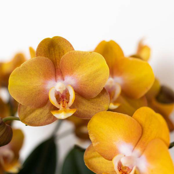 Phalaenopsis Orchidee Jewel Las Vegas – Orange-Gold – Ø12cm – Mehrblütige Topfpflanze – Tropische Zimmerpflanze mit 3/4 Blütenzweigen – Pflegeleicht & langlebig – Plant