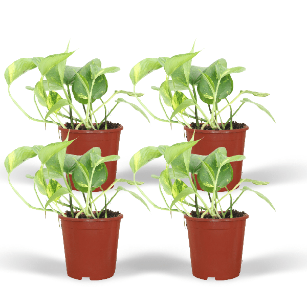 Efeutute Epipremnum aureum Scindapsus Zimmerpflanze Ø12cm ↕20cm – pflegeleichte Grünpflanze für Wohnzimmer, Büro & helle Standorte kaufen – Plant