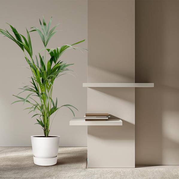 Kentia – Palme – Howea forsteriana – Zimmerpflanze – 160cm – Ø24cm – elegante Grünpflanze für Wohnzimmer, Büro & Wintergarten – pflegeleichte Palme – Plant