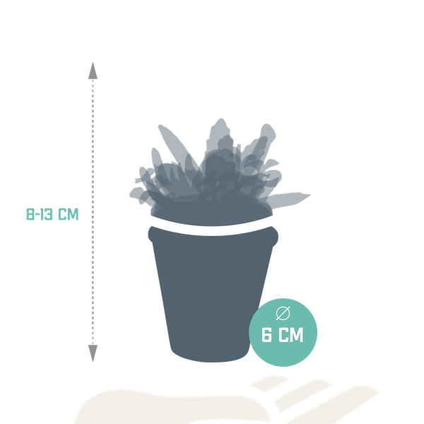 Sukkulenten Mix 5 Pflanzen Ø5,5cm – pflegeleichtes Pflanzen Set für Urban Jungle, Fensterbank, Wohnzimmer & Büro – Plant