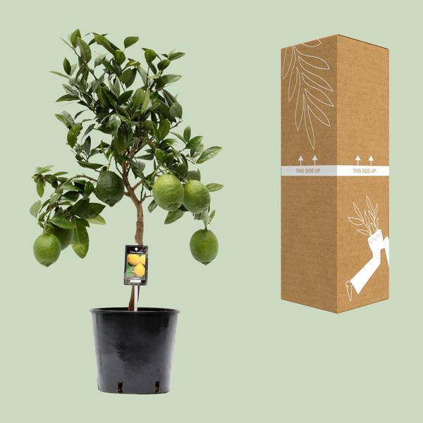 Zitronenbaum – Zitruspflanze – Zitrone – Ø22cm – 80cm hoch – Plant