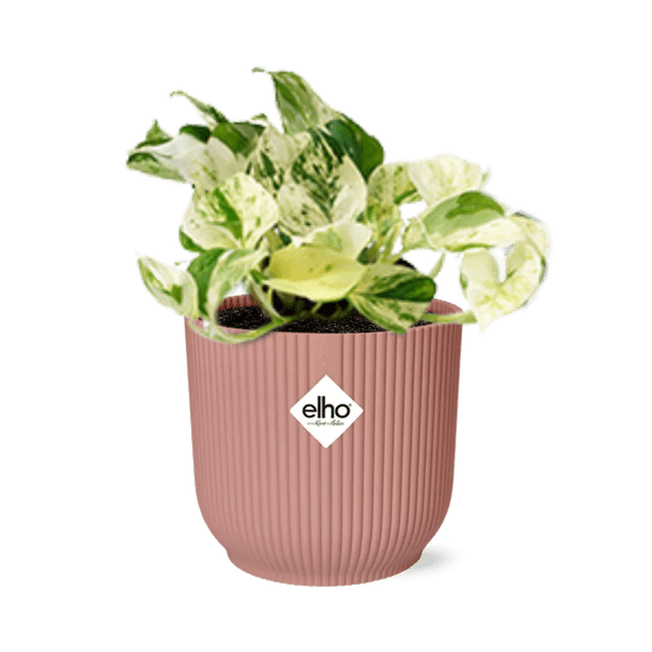Efeutute – Epipremnum Pinnatum Happy Leaf – pflegeleichte Zimmerpflanze – luftreinigend – Topf Vibes Fold 14cm Rosa – Kletter – und Hängepflanze – Plant