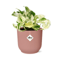 Efeutute – Epipremnum Pinnatum Happy Leaf – pflegeleichte Zimmerpflanze – luftreinigend – Topf Vibes Fold 14cm Rosa – Kletter – und Hängepflanze – Plant