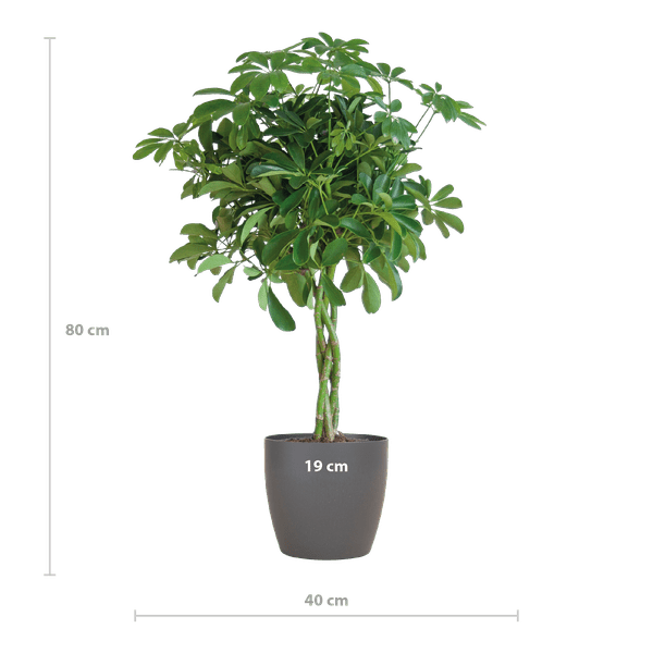 Schefflera Arb Nora – Strahlenaralie – Zimmerpflanze inkl. Übertopf – ↕70cm – Ø21cm – Kletterpflanze mit auffälligen Handblättern – Plant