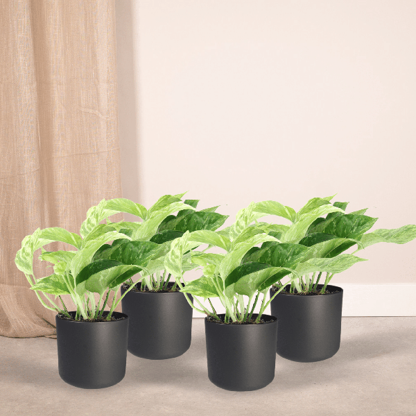 Efeutute Epipremnum Marble Queen Zimmerpflanze Ø12cm – pflegeleichte Grünpflanze für Wohnzimmer, Büro & helle Standorte kaufen – Plant
