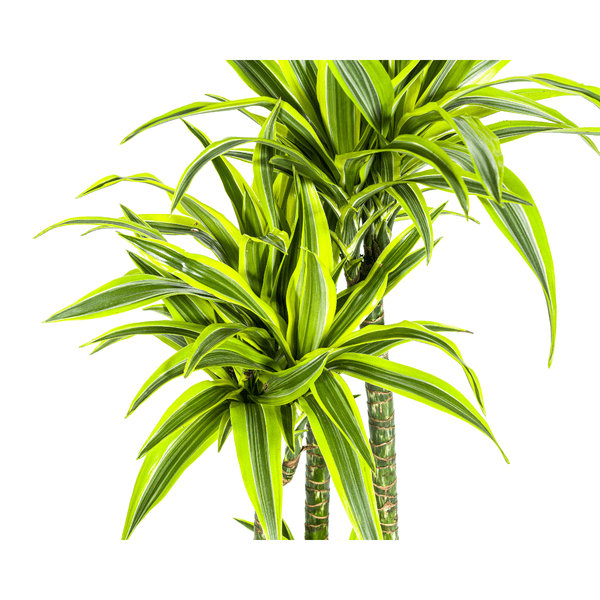 Drachenbaum Dracaena Deremensis Lemon Lime Zimmerpflanze Ø27cm ↕180cm – pflegeleichte Grünpflanze für Wohnzimmer, Büro & helle Standorte kaufen – Plant