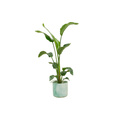 Strelitzia Nicolai – Baum – Strelitzie – Zimmerpflanze ca. 100cm – Ø22cm inkl. Ocean Pacific Green Übertopf – Tropisches Flair für Zuhause & Büro – Plant