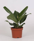 Banyan – Feige Ficus Bengalensis Zimmerpflanze Ø12cm ↕25cm – pflegeleichte Grünpflanze für Wohnzimmer, Büro & helle Standorte kaufen – Plant