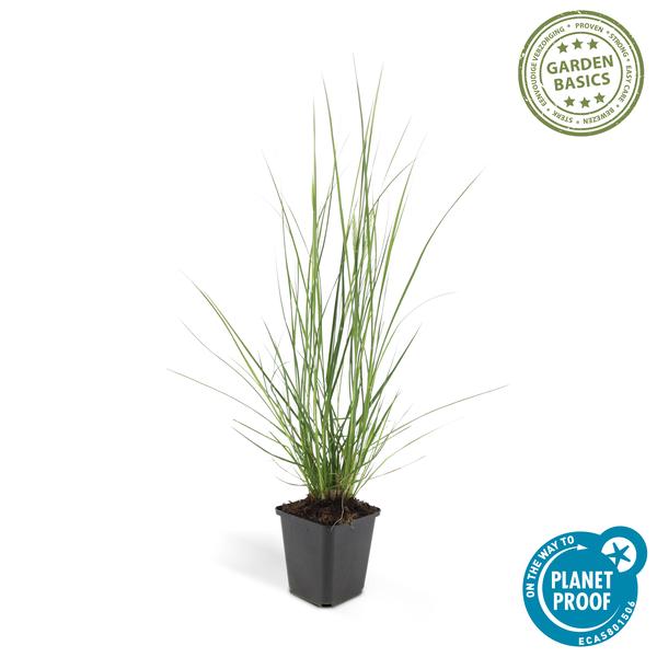 Lampenputzergras Pennisetum alopecuroides 'Hameln' – ↕10-25cm – Ø9cm – Cremige Blüten von August – Herbst – Plant