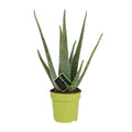 Echte Aloe Vera Zimmerpflanze Ø12cm ↕45cm – pflegeleichte Sukkulente für Wohnzimmer, Büro & helle Standorte kaufen – Plant