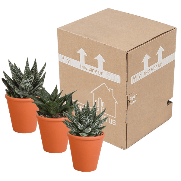 Sukkulenten Mix Gasteria & Haworthia – Ø8,5cm Zimmerpflanzen im Terrakotta – Topf – Verschiedene Mini – Sukkulenten – Plant