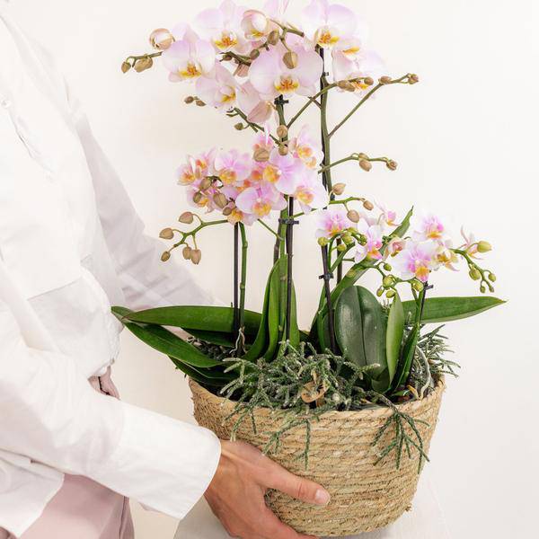 Einlage mit Wasserreservoir für Orchideenschale – Bewässerungssystem für Orchideen – Feldstrauß 1x12cm + 2x9cm + 3x WaterWicks – Ø25cm – Plant