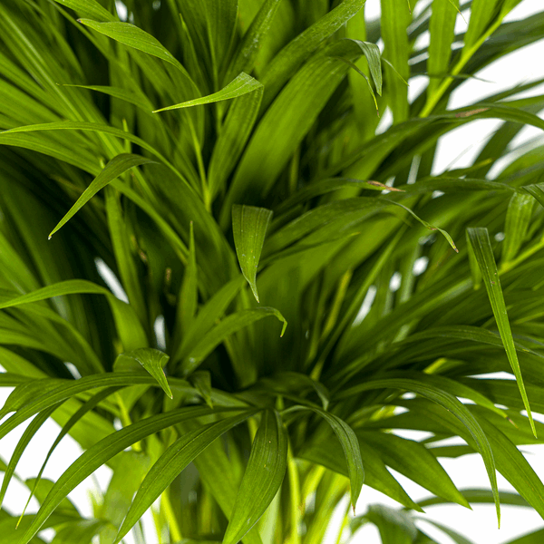 Dypsis Areca Lutescens – Goldfruchtpalme – Zimmerpflanze Ø19cm ↕80-100cm – Federartige Blätter – Tropisches Flair – Pflegeleicht – Plant