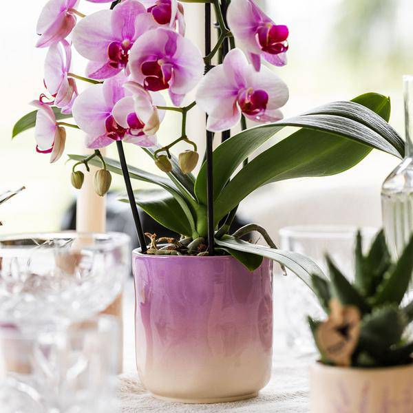 Gradience Übertopf Rosa – Ø9cm – Keramik – Blumentopf mit Farbverlauf – Glänzender Übertopf für Orchideen, Zimmerpflanzen & Sukkulenten – Plant