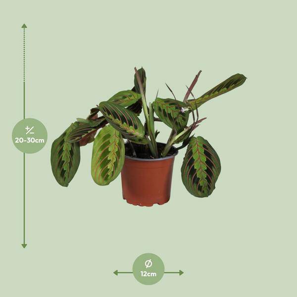 Zimmerpflanze Maranta leuconeura Fascinator Zimmerpflanze Ø12cm ↕30cm – pflegeleichte Grünpflanze für Wohnzimmer, Büro & helle Standorte kaufen – Plant