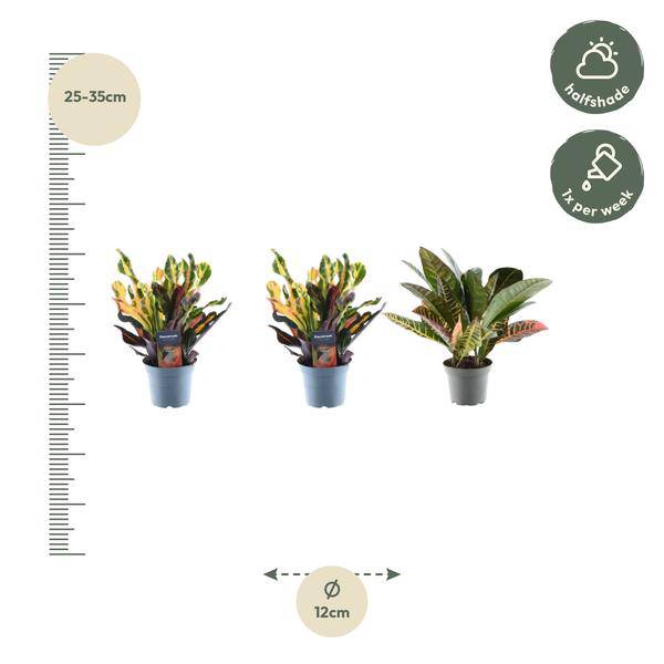 Croton Codiaeum Mix – 3 Pflanzen im Set – Wunderstrauch – Bunte Zimmerpflanzen – Exotische Blattschmuckpflanzen – Ø12cm – ↕30cm – Plant