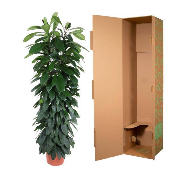 Gummibaum Zimmerpflanze Ø29cm ↕150cm – pflegeleichte Grünpflanze für Wohnzimmer, Büro & helle Standorte kaufen – Plant