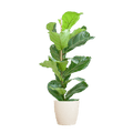 Ficus Lyrata – Geigen – Feige – Zimmerpflanze ↕80cm – Ø21cm – große Blätter – inklusive nachhaltigem Viber Topf Weiß – Plant
