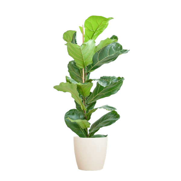 Ficus Lyrata – Geigen – Feige – Zimmerpflanze ↕80cm – Ø21cm – große Blätter – inklusive nachhaltigem Viber Topf Weiß – Plant