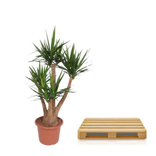 Riesen – Palmlilie – Yucca Elephantipes verzweigt – Zimmerpflanze 170cm – Ø45cm – Pflegeleichte Grünpflanze mit langen, spitzen Blättern – Plant