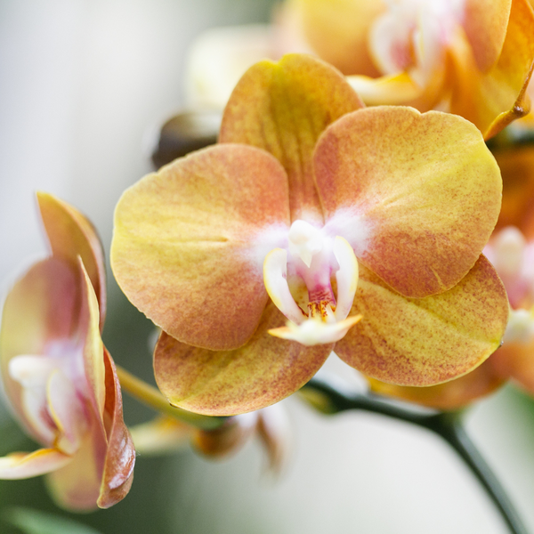 Phalaenopsis Orchidee Las Vegas Zimmerpflanze Ø12cm – blühende Orchidee für Wohnzimmer, Büro & helle Standorte kaufen – Plant