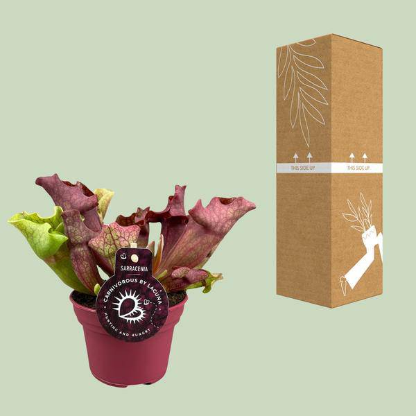Schlauchpflanze Sarracenia Zimmerpflanze Ø12cm ↕20cm – pflegeleichte Grünpflanze für Wohnzimmer, Büro & helle Standorte kaufen – Plant