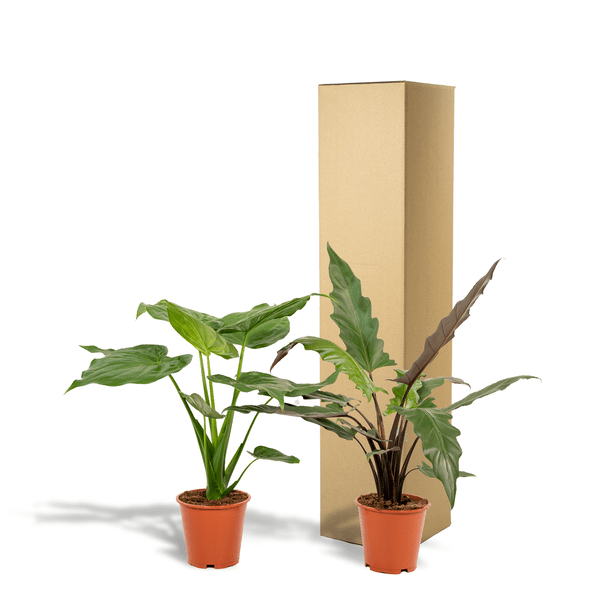 Alocasia Set – Cucullata & Lauterbachiana – Ø19cm Zimmerpflanzen – Exotische Grünpflanzen mit großen dekorativen Blättern – Plant