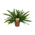 Schwertfarn Nephrolepis Green Lady Zimmerpflanze Ø17cm ↕40cm – pflegeleichte Grünpflanze für Wohnzimmer, Büro & helle Standorte kaufen – Plant