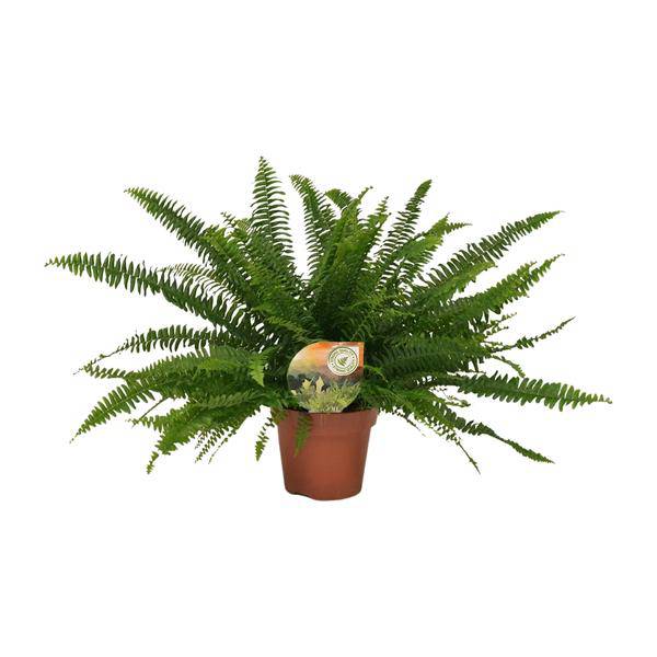 Schwertfarn Nephrolepis Green Lady Zimmerpflanze Ø17cm ↕40cm – pflegeleichte Grünpflanze für Wohnzimmer, Büro & helle Standorte kaufen – Plant