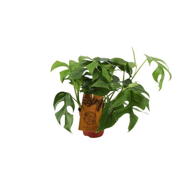 Fensterblatt – Monstera Minima – Zimmerpflanze – Ø12cm – ↕30cm – Kompakte & pflegeleichte Grünpflanze – Dekorative Kletterpflanze für Innenräume – Plant