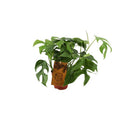 Fensterblatt – Monstera Minima – Zimmerpflanze – Ø12cm – ↕30cm – Kompakte & pflegeleichte Grünpflanze – Dekorative Kletterpflanze für Innenräume – Plant
