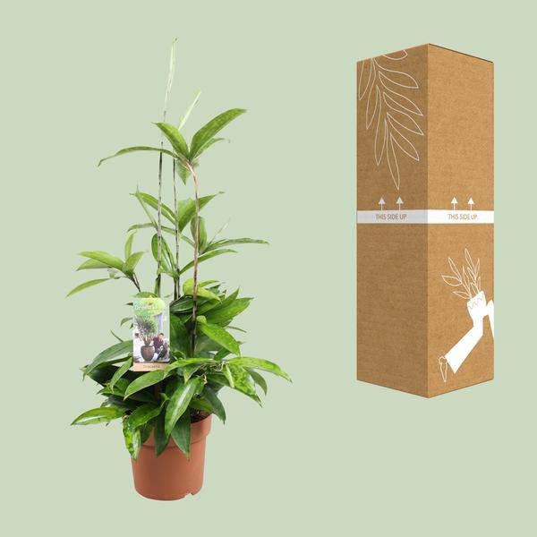 Drachenbaum Dracaena Surculosa Zimmerpflanze Ø17cm ↕55cm – pflegeleichte Grünpflanze für Wohnzimmer, Büro & helle Standorte kaufen – Plant