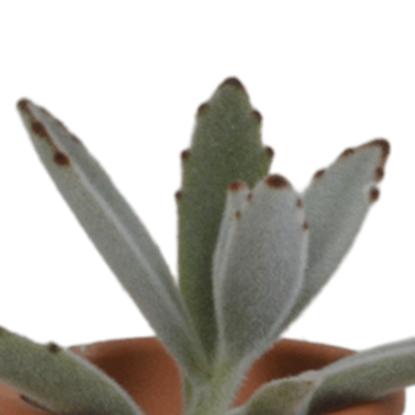Sukkulenten Mix 5 Pflanzen Ø5,5cm – pflegeleichtes Pflanzen Set für Urban Jungle, Fensterbank, Wohnzimmer & Büro – Plant