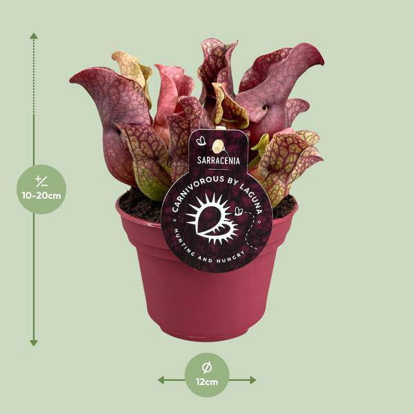 Schlauchpflanze – Sarracenia – Ø12cm – ↕20cm – Fleischfressende Zimmerpflanze – Exotische Karnivore für Zuhause & Büro – Pflegeleicht & dekorativ – Plant
