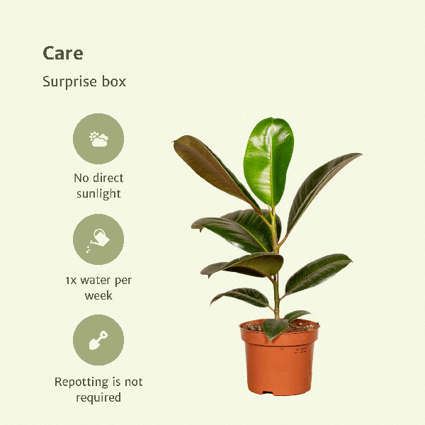 Pflanzen Überraschungsbox Ø12cm ↕25cm – pflegeleichtes Pflanzen Set für Urban Jungle, Fensterbank, Wohnzimmer & Büro – Plant