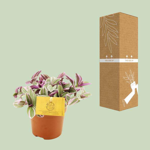 Tradescantia Sweetness – Dreimasterblume – Zimmerpflanze – Ø10,5cm – Höhe ca. 10cm – Kompakte, pflegeleichte Blattschmuckpflanze – Plant